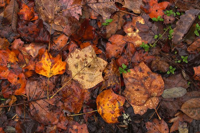 Leaves;Leaf;Abstract;Nature