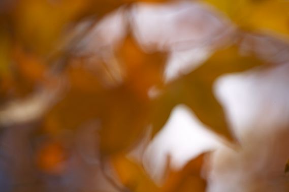 Colorful;Plants;Botanical;Leaf;Leaves;Vegetation;Foliage;Abstract;Abstractions