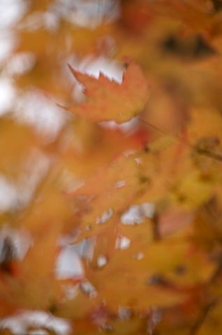 Colorful;Plants;Botanical;Leaf;Leaves;Vegetation;Foliage;Abstract;Abstractions