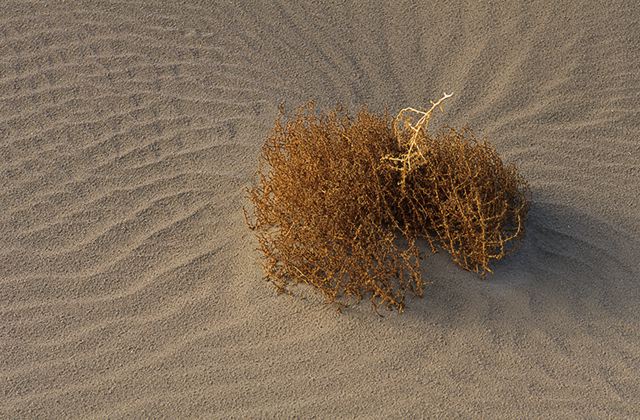 Desert;Sand;Plant;Dry;Hot;Sage;Abstract;Abstractions;Patterns;Shapes;Textures