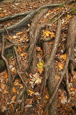 Forest;Trees;Leaves;Leaf;Plants;Woods;Bark;Outdoors;Nature;Natural;Woodland;Colorful;Botanical;Vegetation;Foliage;Fall Scenes;Abstract;Abstractions;Roots;Patterns