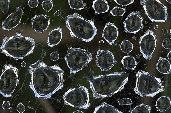 Dew;Details;Water;Abstract;Reflections;Drop;Moisture;Droplet;Morning;Bead;Dewey;Abstractions;Spider;Web;Spider Web;Arachnid