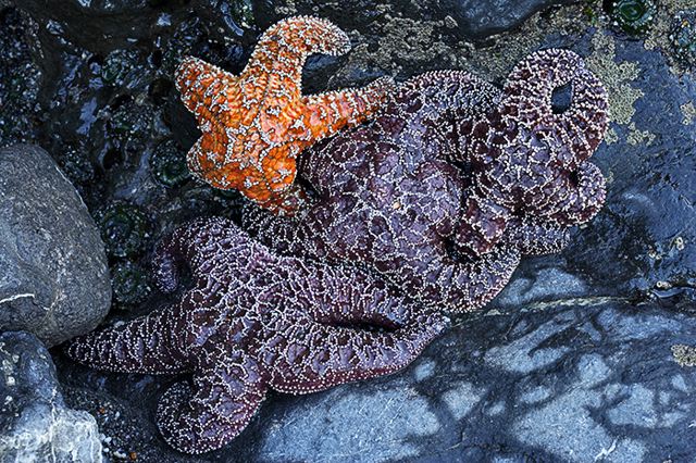 Ocean;Beach;Waves;Shore;Shoreline;Sand;Wet;Water;Sandy;Sea;Abstract;Abstractions;Patterns;Shapes;Textures