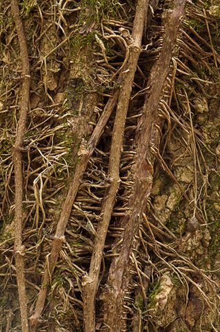 Abstract;Abstractions;Patterns;Shapes;Forest;Trees;Leaves;Leaf;Plants;Woods;Bark;Outdoors;Nature;Natural;Woodland