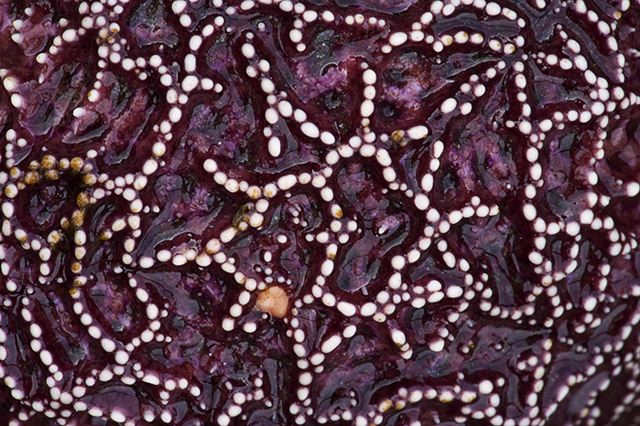 Ocean;Beach;Waves;Shore;Shoreline;Sand;Wet;Water;Sandy;Sea;Fisherman;Starfish;Abstract;Abstractions