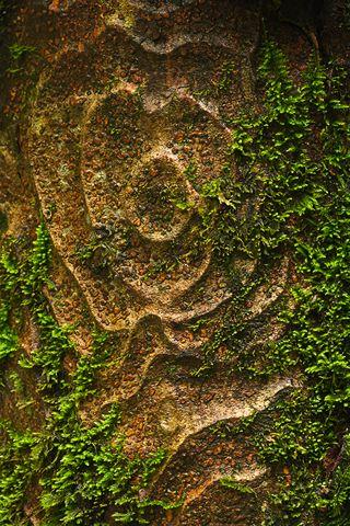 Forest;Trees;Leaves;Leaf;Plants;Woods;Bark;Outdoors;Nature;Natural;Woodland;Abstract;Abstractions;Patterns;Shapes