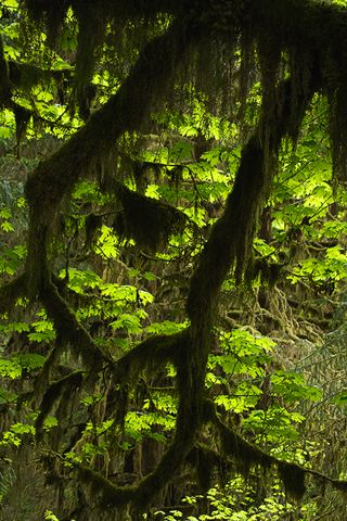 Forest;Trees;Leaves;Leaf;Plants;Woods;Bark;Outdoors;Nature;Natural;Woodland;Moss;Ferns;Botanical;Rainforest