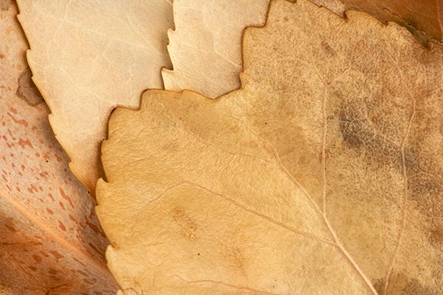 Plants;Botanical;Leaf;Leaves;Vegetation;Foliage;Veins;Compound;Leaflet;Abstract;Abstractions;Patterns;Shapes;Textures