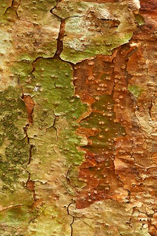 Abstract;Abstractions;Fall Scenes;Forest;Leaf;Leaves;Nature;Trees;Colorful;Plants;Botanical;Vegetation;Foliage;Woods;Bark;Outdoors;Natural;Woodland;Patterns;Shapes;Textures