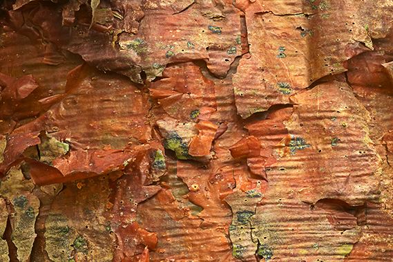 Abstract;Abstractions;Fall Scenes;Forest;Leaf;Leaves;Nature;Trees;Colorful;Plants;Botanical;Vegetation;Foliage;Woods;Bark;Outdoors;Natural;Woodland;Patterns;Shapes;Textures