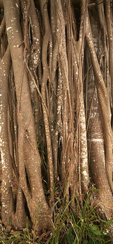 Abstract;Abstractions;Patterns;Shapes;Textures;Forest;Trees;Leaves;Leaf;Plants;Woods;Bark;Outdoors;Nature;Natural;Woodland;Swamp