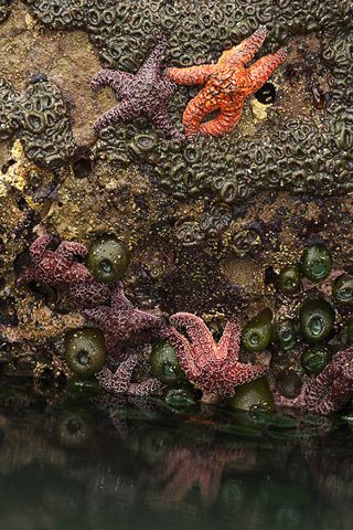 Ocean;Beach;Waves;Shore;Shoreline;Sand;Wet;Water;Sandy;Sea;Abstract;Abstractions;Patterns;Shapes;Starfish;Fish