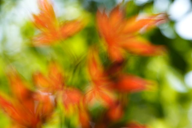 Plants;Botanical;Leaf;Leaves;Vegetation;Foliage;Veins;Compound;Leaflet;Abstract;Abstractions;Patterns;Shapes;Textures