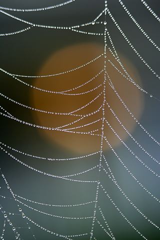Spider;Web;Spider Web;Arachnid;Dew;Sunlight;Sun;Beams;Sunbeam;Rays;Light;Luminance;Illuminate