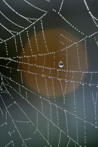 Spider;Web;Spider Web;Arachnid;Dew;Sunlight;Sun;Beams;Sunbeam;Rays;Light;Luminance;Illuminate