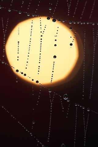 Spider;Web;Spider Web;Arachnid;Dew;Sunlight;Sun;Beams;Sunbeam;Rays;Light;Luminance;Illuminate