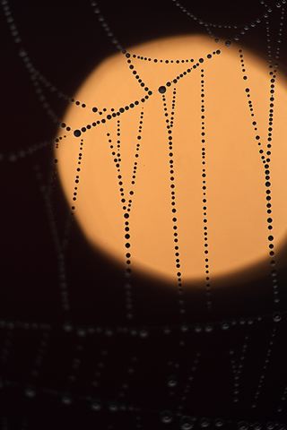 Spider;Web;Spider Web;Arachnid;Dew;Sunlight;Sun;Beams;Sunbeam;Rays;Light;Luminance;Illuminate