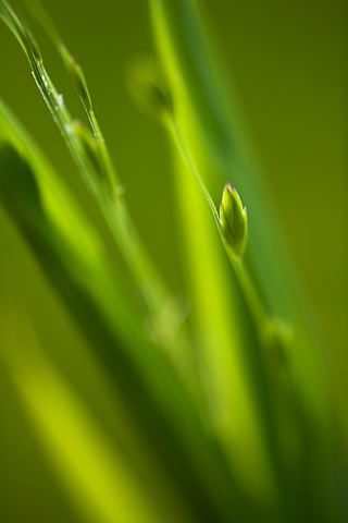 Abstract;Abstractions;Patterns;Shapes;Textures;Plants;Foliage;Vegetation;Botanicals;Botany;Herbaceous;Herb;Greenery;Flora;Herbage;Grass;Dew;Details;Water;Reflections;Drop;Moisture;Droplet;Morning;Bead;Dewey