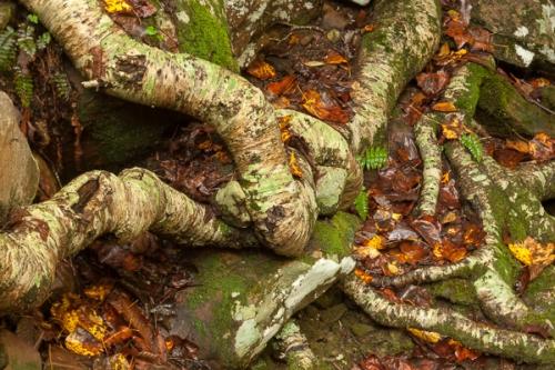 Abstract;Abstraction;Abstractions;Abstracts;Botanical;Boulder;Boulders;Brown;Calm;Close-up;Couchville Cedar Glade State Natural Area;Fallen;Fallen Leaves;Forest;Forested;Leaf;Line;Minimalism;Nature;Ozone Falls;Pastoral;Patterns;Rock;Rocks;Shape;Stock categories;Stone;Stones;Tan;Tennessee;Textures;Tree;Wabi Sabi;Wood;Yellow;botanicals;foliage;green;leaves;oneness;orange;pattern;peaceful;roots;soothing;texture;tranquil;trees;zen
