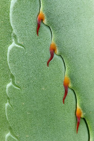 plant;Textures;Shapes;herbage;flora;vegetation;Abstract;Green;shrub;Abstractions;botanical;Cactus;Agave;Succulent;Arizona;botanicals;Cacti;herb;botany;Patterns;plants;greenery