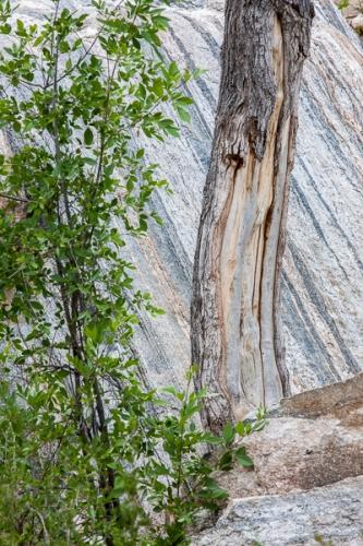 Abstract;Abstraction;Arizona;Blue;Bluff;Botanical;Boulder;Branches;Brown;Calm;Canyon;Geological;Geology;Healing;Health care;Healthcare;Leaf;Line;Nature;Pastoral;Rock;Rock Face;Rock formations;Rocks;Sabino Canyon;Shape;Stone;Stones;Tan;Tree;Wabi Sabi;Warm Colors;Warm Palette;Warm Tones;bark;cliff;color;green;landscape;leaves;limbs;oneness;pattern;peaceful;plant;restful;serene;soothing;striation;texture;tranquil;tree limbs;tree trunk;trunk;zen