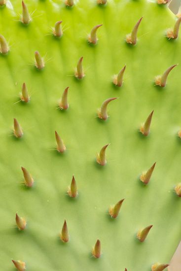 Textures;Arizona;SUCCULENT;botanicals;Shapes;vegetation;botany;shrub;botanical;flora;plants;herb;Green;greenery;plant;herbage;Abstract;Patterns;Abstractions;Succulent