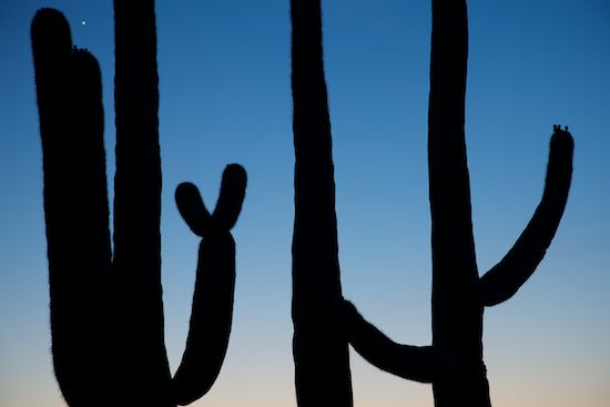 Blue;Shapes;Carnegiea gigantea;dusk;sunset;Cacti;last Light;Outline;evening;Patterns;Arizona;Form;eventide;Saguaro National Park;Abstract;Desert;Dry;Abstractions;Profile;close of day;Contour;Saguaro;Silhouette;Sky;Cactus;Shadow;Arid;sun;Plants;Shape;Textures