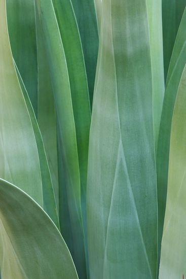 herb;vegetation;Succulent;Green;botanicals;greenery;botany;Abstractions;plant;Abstract;herbage;Agave;plants;Patterns;Arizona;Shapes;Cactus;SUCCULENT;Cacti;shrub;flora;botanical;Textures