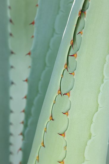 shrub;botanical;Cactus;Agave;Abstract;plants;Textures;Patterns;greenery;Aqua;Succulent;SUCCULENT;Abstractions;Green;Shapes;herbage;botanicals;flora;vegetation;Arizona;botany;herb;plant;Cacti