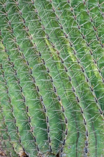 Abstract;Abstraction;Arizona;Close-up;Line;Macro;Nature;Shape;cactus;green;oneness;pattern;texture;zen