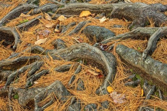 Abstract;Abstraction;Autumn;Botanical;Brown;Close-up;Fall;Fallen;Fallen Leaves;Gold;Leaf;Line;Nature;New England;New Hampshire;Pine Needle;Seasons;Shape;Tan;Wabi Sabi;botanicals;foliage;green;leaves;oneness;orange;pattern;pine straw;plant;roots;texture