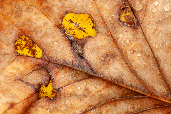 Abstract;Abstraction;Autumn;Blossom;Blossoms;Botanical;Brown;Calm;Close-up;Couchville Cedar Glade State Natural Area;Fall;Fallen;Fallen Leaves;Floweret;Flowering;Flowers;Flowers & Plants;Gold;Great Smoky Mountains National Park;Healing;Horizontal;Leaf;Line;Macro;Minimalism;Nature;Pastoral;Plant;Seasons;Shape;Tan;Tennessee;United States;Veins;Wabi Sabi;Yellow;bloom;botanicals;flora;floral;flower;foliage;leaves;oneness;pattern;peaceful;plants;restful;serene;soothing;texture;tranquil;zen