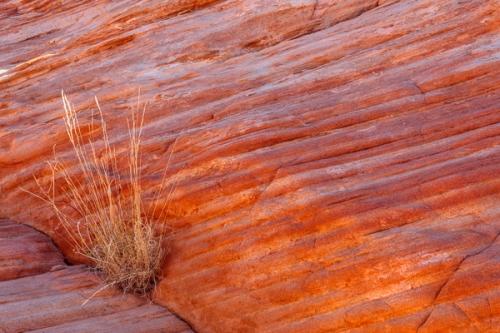 Abstract;Abstraction;Beige;Botanical;Boulder;Brown;Calm;Close-up;Flowers & Plants;Geological;Geology;Health care;Leaf;Line;Macro;Nature;Nevada;Pastoral;Rock;Rock formations;Rocks;Shape;Stock categories;Stone;Stones;Tan;Valley of Fire State Park;Wabi Sabi;Warm Colors;Warm Palette;Warm Tones;Yellow;botanicals;color;desert;landscape;oneness;orange;pattern;peaceful;plant;red;restful;serene;soothing;striation;texture;tranquil;yellow;zen