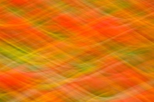 floral;Petals;Orange;Tennessee;Flower;Bloom;Centennial Park;tulips;Petal;Flowers;Yellow;Blur;Abstracts;Patterns;Green;Flora;Abstract;Abstraction;Red;Close-up
