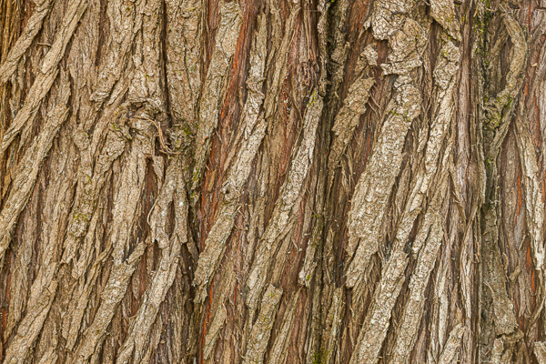Abstract;Abstraction;Abstractions;Beige;Big Sur;Brown;California;Close-up;Line;Minimalism;Nature;Pastoral;Patterns;Shape;Stock categories;Tan;Textures;Tree;United States;Wabi Sabi;Warm Colors;Warm Palette;Warm Tones;bark;color;oneness;pattern;peaceful;texture;tranquil;tree trunk;trunk