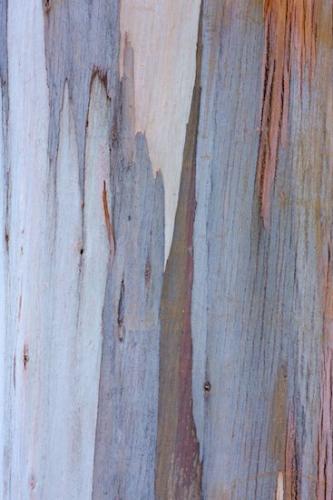 Tan;trees;Patterns;Abstraction;Gray;Beige;bark;tree;Brown;Close-up;trunk;branches;Blue;Textures;branch;California;Big Sur;Abstract