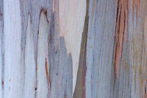 Close-up;California;trunk;Blue;Textures;Abstraction;Big Sur;Tan;Beige;Patterns;Brown;tree;branches;trees;branch;Gray;Abstract;bark