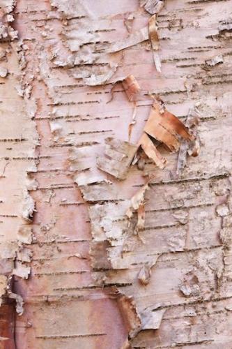 Abstracts;Abstract;Great Lakes;Upper Peninsular;Birch Tree;Tree;bark;Pictured Rocks National Seashore;Leaf;tree;trunk;Outdoor;Bark;Abstraction;Close-up;Textures;Patterns;birch;Michigan;tree trunk