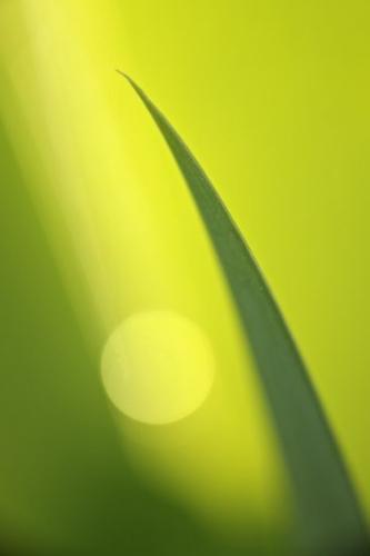 Green;Greenery;Peaceful;Botanicals;Plants;Flora;Patterns;Botanical;Plant;Outdoor;Conceptual;Abstracts;Close-up;Oneness;Abstract
