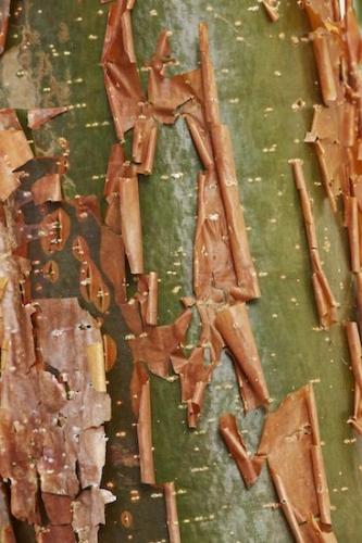 Abstract;Sanibel;trunk;Patterns;Textures;Close-up;tree trunk;Gumbo Limbo;Sanibel Captiva Island;bark;tree;Abstracts;Florida