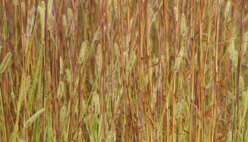 close-up;grass;Seed;Abstract;Textures;Abstraction;Tan;Seed Head;Green;Seed Heads;Brown;Abstracts;Patterns