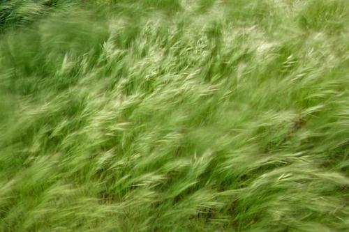 Texas;swept;Abstract;Textures;Vegetation;grass;Flora;Plants;Plant;Abstracts;Botanical;Green;Greenery;wind;grassy;Patterns