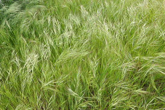 Abstract;Abstracts;Grass;Green;Patterns;Plant;Plants;Texas;Textures;botanical;flora;grassy;greenery;swept;vegetation;wind