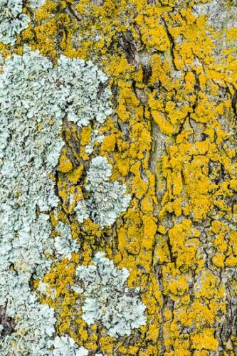 Abstract;Abstraction;Abstractions;Abstracts;Close-up;Color;Details;Gold;Gray;Image type;Lichen;Patterns;Photo specs;Shapes;Stock categories;Tan;Textures;Wabi Sabi;Yellow;bark