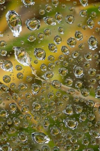 Abstract;Abstraction;Brown;Close-up;Dew;Dewy;Drop;Droplets;Gold;Green;Oneness;Pattern;Spider Web;Tan;Water;Water Drops;dew drops;drops;zen
