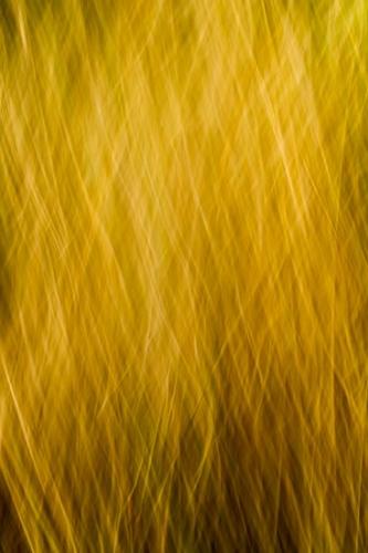 Abstract;Abstraction;Abstracts;Botannicals;Brown;Gold;Grass;Line;Oneness;Pattern;Shape;Tan;Texture;Yellow;botanical;zen
