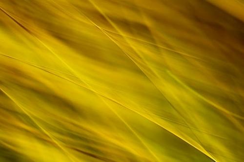 Abstract;Abstraction;Abstractions;Abstracts;Botannicals;Brown;Close-up;Gold;Line;Oneness;Oriental;Pattern;Patterns;Plant;Shape;Stock categories;Tan;Texture;Textures;botanical