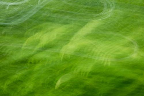 Abstract;Abstraction;Botannicals;Foliage;Green;Leaf;Leaves;Line;Oneness;Pattern;Plant;Shape;Texture;botanical;botanicals;flora;zen