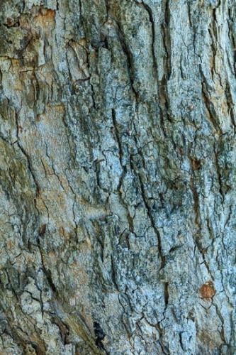 Abstract;Abstraction;Aqua;Blue;Brown;Close-up;Gray;Green;Line;Nature;Oneness;Orange;Pattern;Red;Shape;Tan;Texture;Tree;Trunk;Wabi Sabi;bark;botanicals;zen
