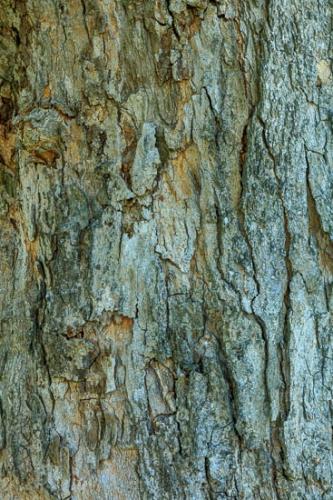 Abstract;Abstraction;Aqua;Blue;Brown;Close-up;Gray;Green;Line;Nature;Oneness;Orange;Pattern;Red;Shape;Tan;Texture;Tree;Trunk;Wabi Sabi;bark;botanicals;zen